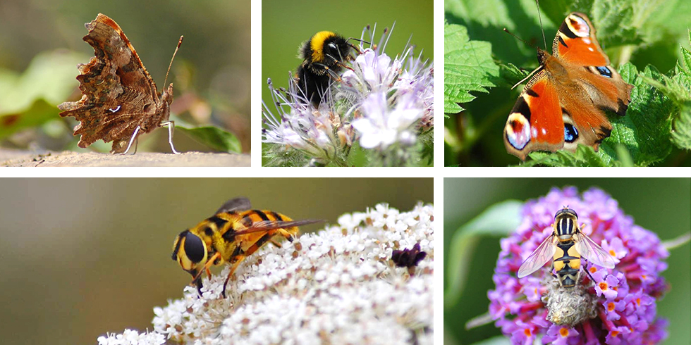 How to help save the bees in winter