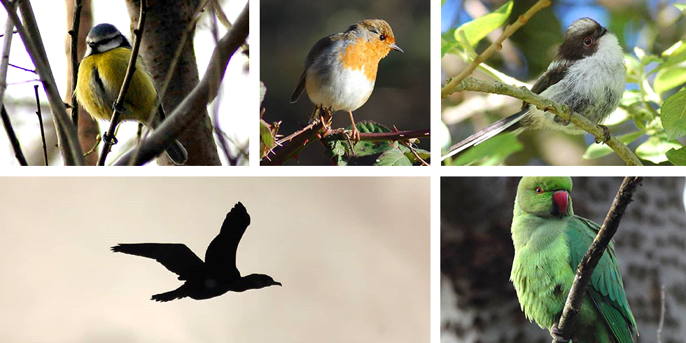 How to help birds in winter