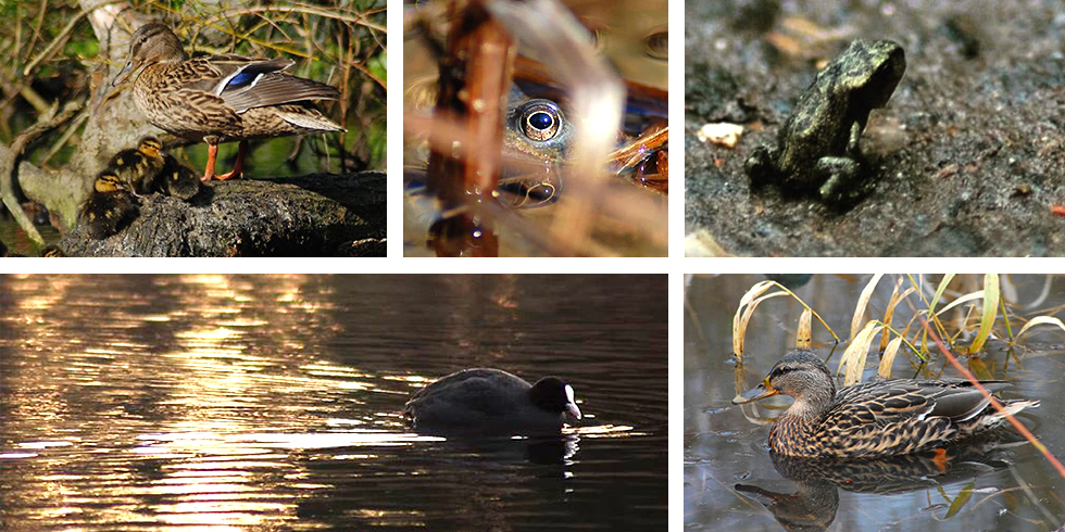 How to look after fish in winter