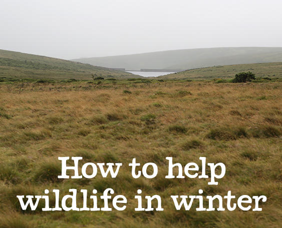 How to help wildlife in winter