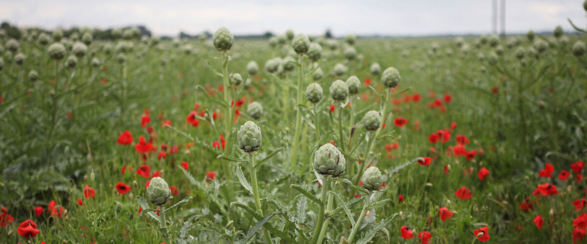 Artichokes in a verdent field