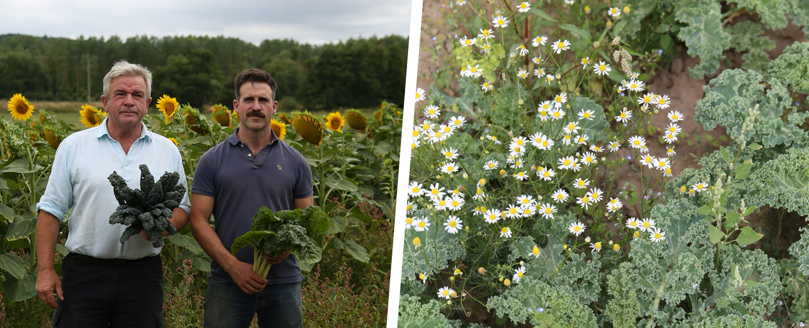 Sustainable Organic Farming