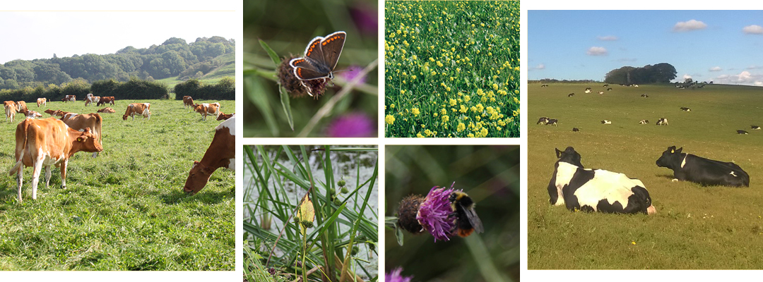 Organic wildlife and free-roaming cows