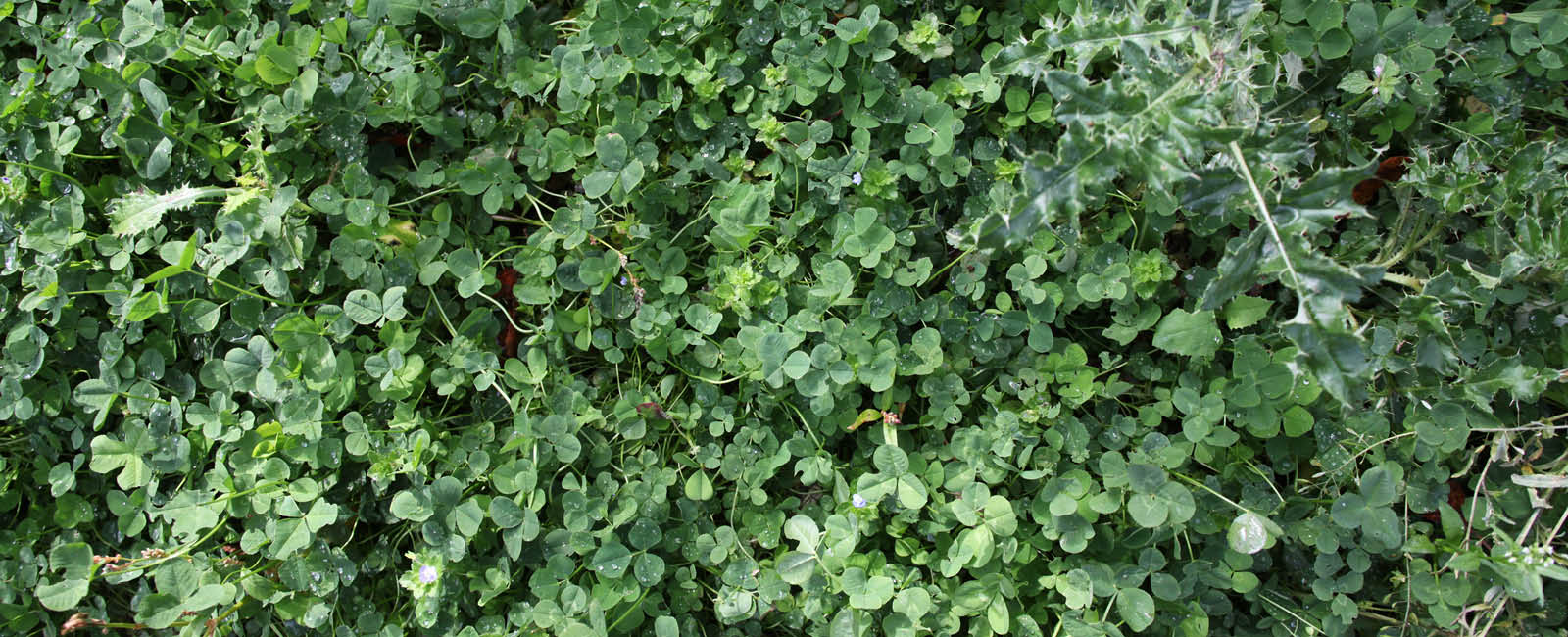 Clovers