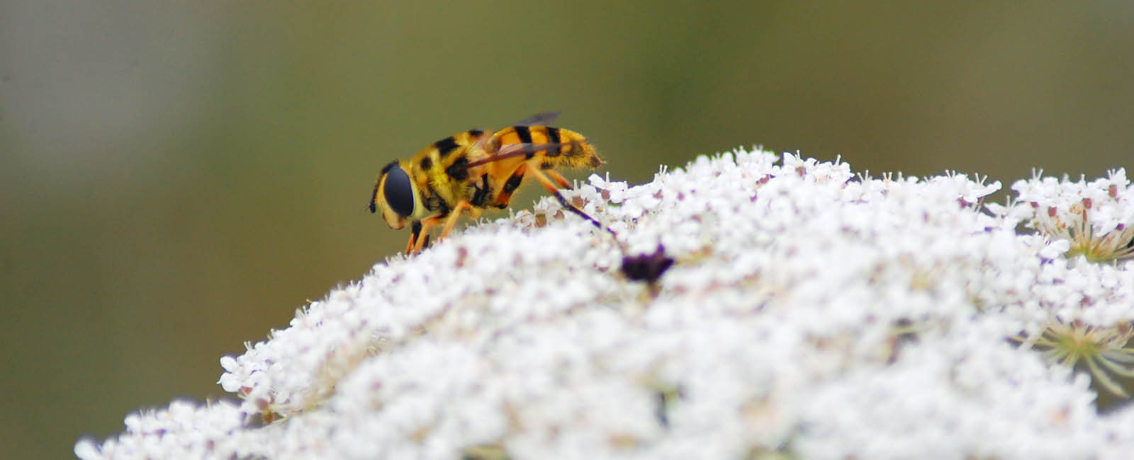 Bee resting on a flower