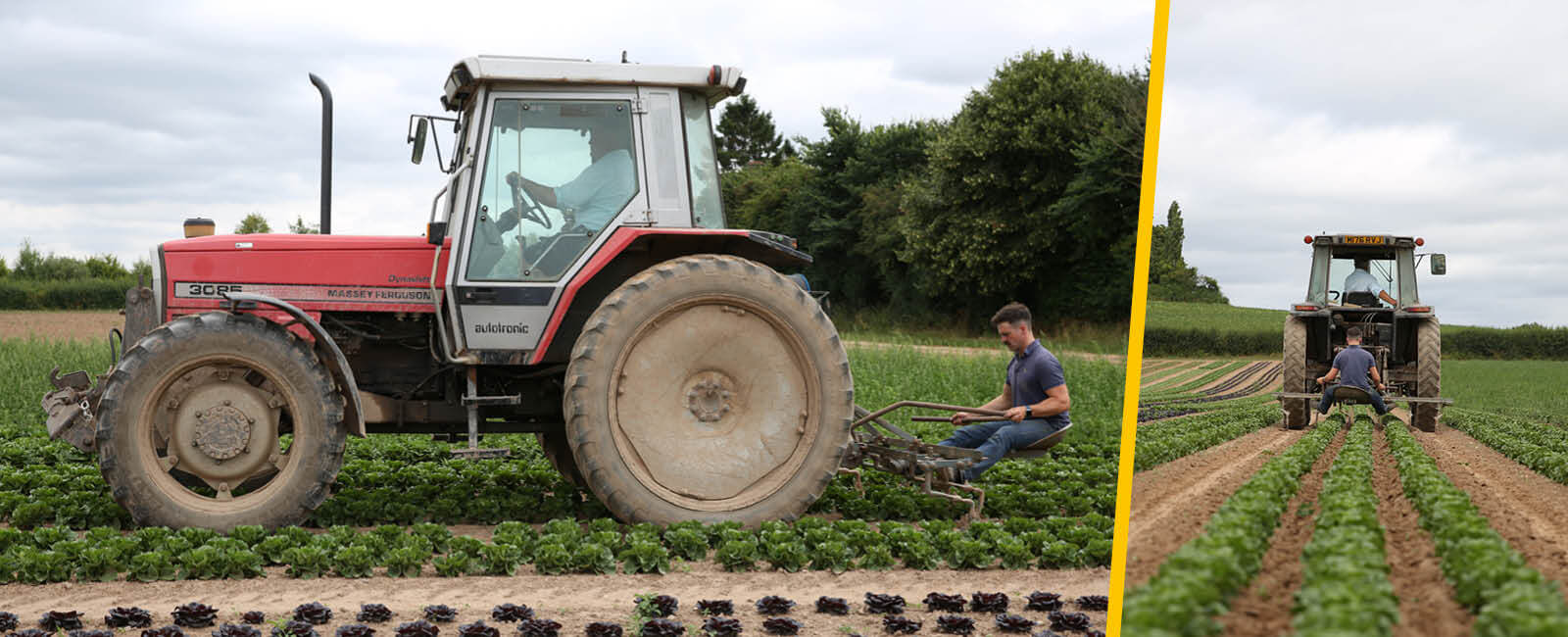 Ben and Colin Andrews ploughing lettuce