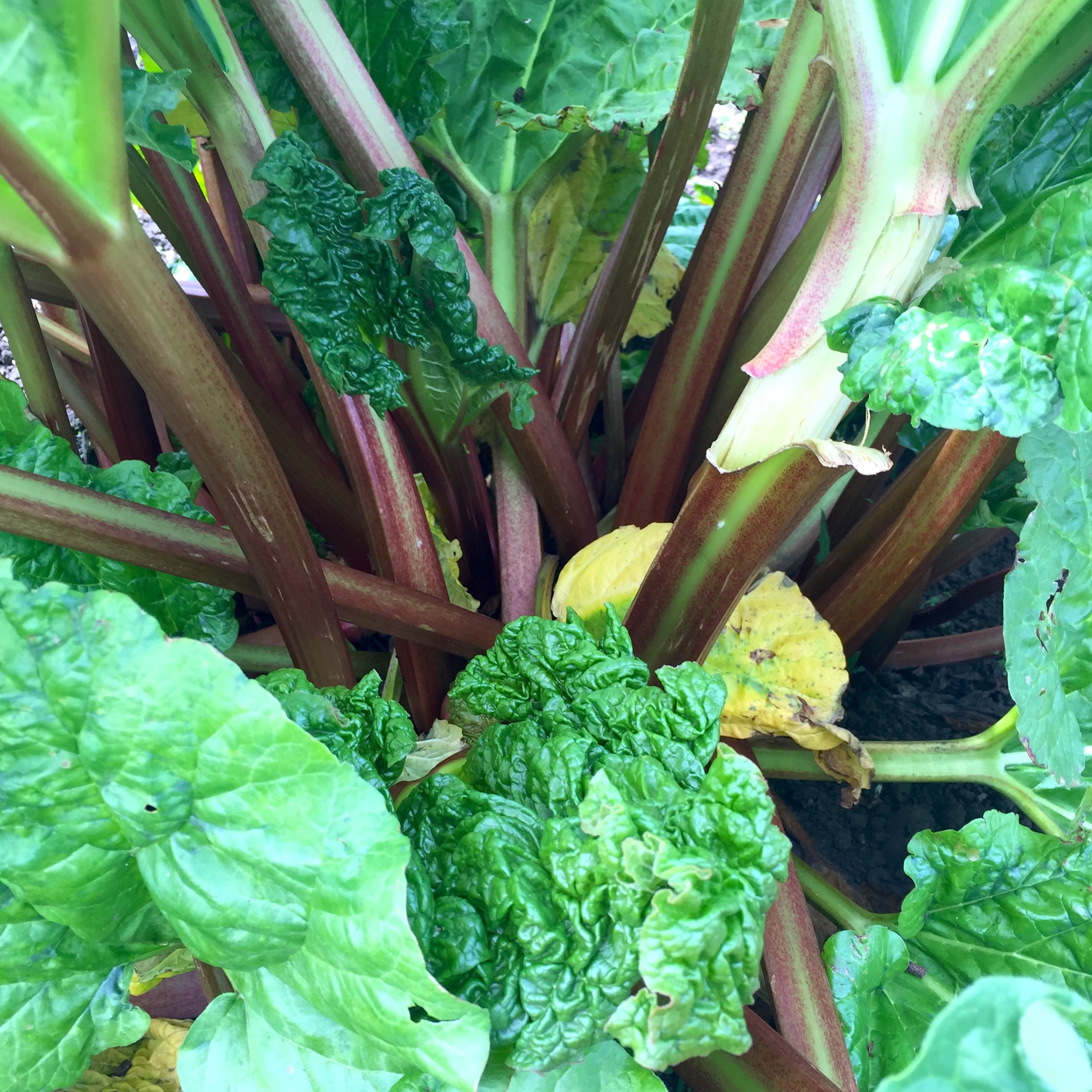 Organic rhubarb in the field