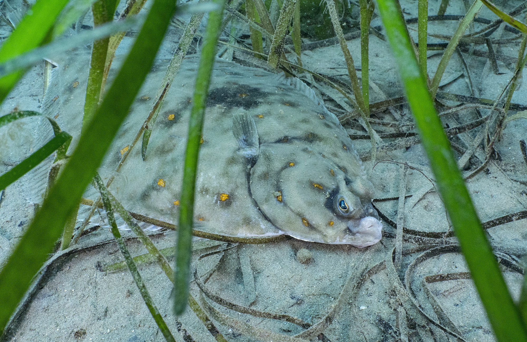 Seagrass habitat