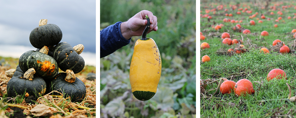 Autumnal squash