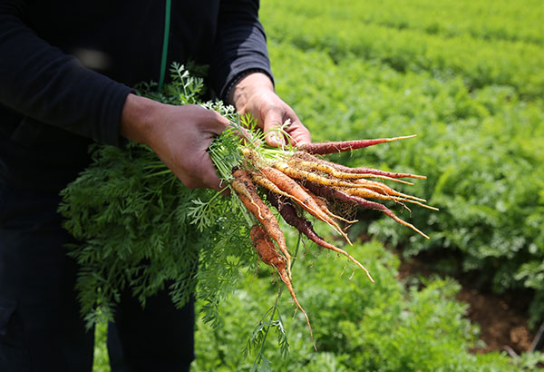 Saying no to artificial pesticides