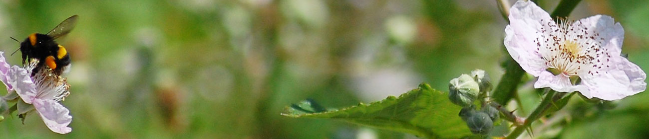Sustainability hub