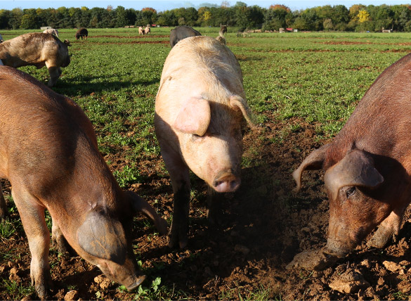 Highest quality pork