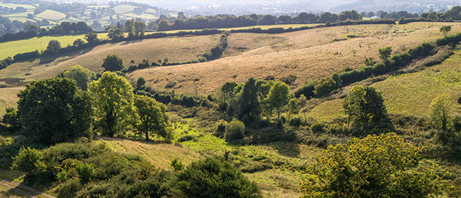 Farm Wilder
