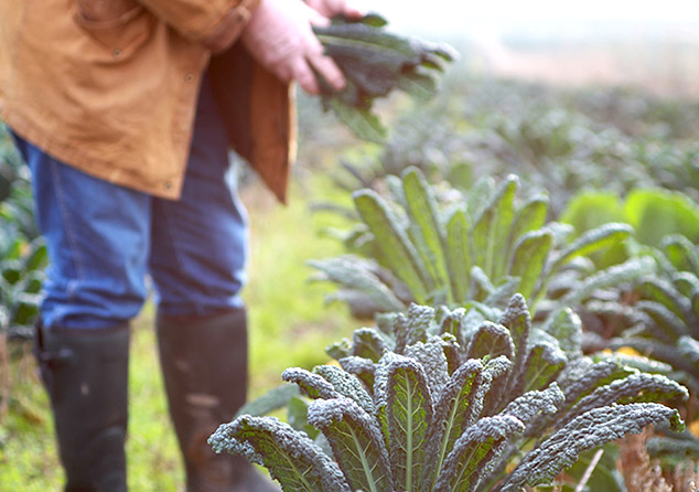 Sourcing 100% organic or wild ingredients