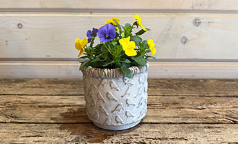 Add some seasonal colour with Organic Blooms’ planters