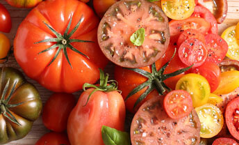 Celebrate the seasonal return of organic English tomatoes