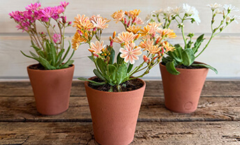 See what’s new to our gardening and flower collection