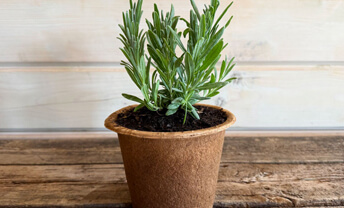 Plant up brand-new favourites from Organic Blooms