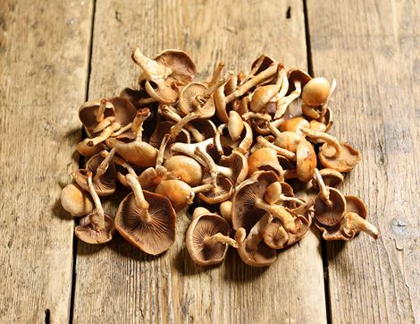 Nameko Mushrooms, Organic (100g)