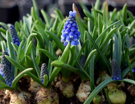 organic muscari planter in field