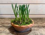 Muscari Planter, Organic, Organic Blooms