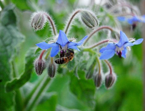 Bee-friendly Flower Seeds Mix, Organic, Vital Seeds