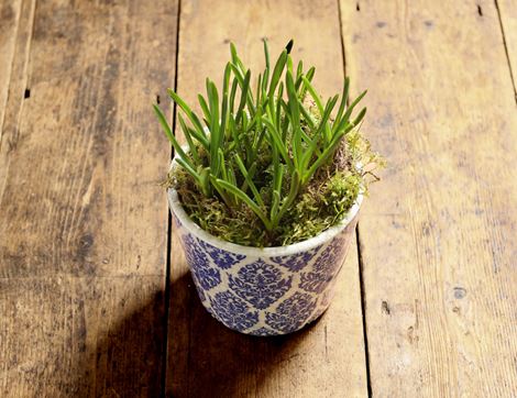 Muscari Planter Gift, Organic Blooms