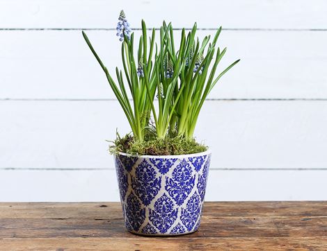 Muscari Planter Gift, Organic Blooms