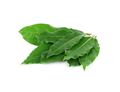 Bay Leaves