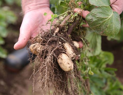 xJersey Royal Potatoes, Organic (500g)