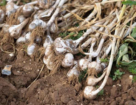 Garlic, Organic (1 bulb)