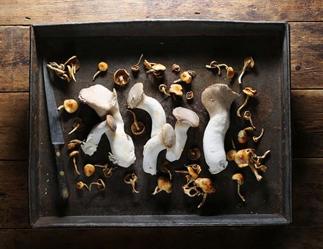 Mixed Gourmet Mushrooms, Organic (150g) 