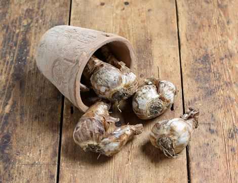 narcissus bulb mix natural bulbs