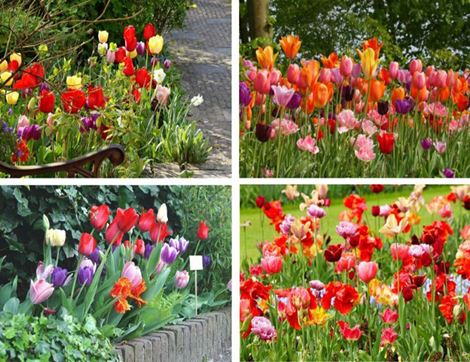 Tulip Bulb Mix, Organic, Natural Bulbs (15 bulbs)