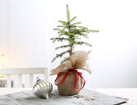 Miniature Christmas Tree, Suitable for Organic Growing, Organic Blooms