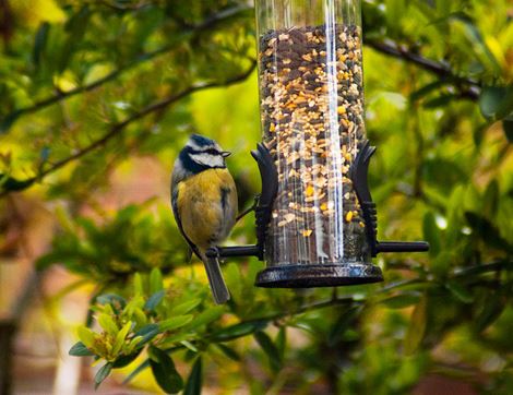Wild Bird Seed, CJ Wildlife (2.5kg)