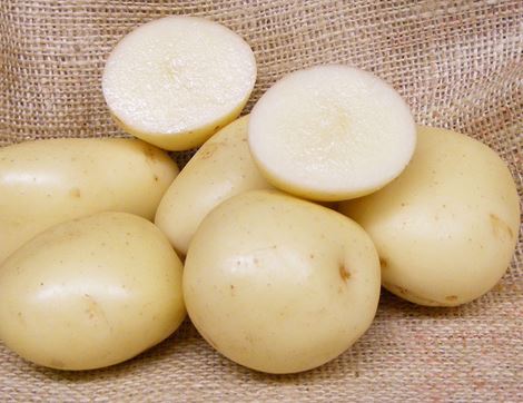 Casablanca Seed Potatoes, Organic, Potato House (6 tubers)