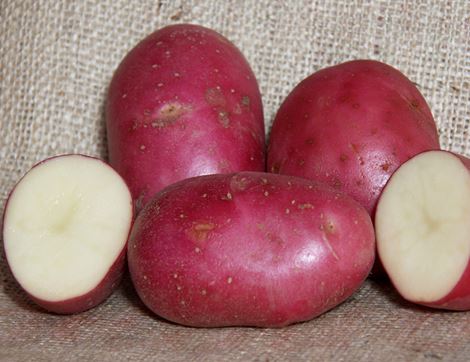 Robinta Seed Potatoes, Organic, Potato House (6 tubers)