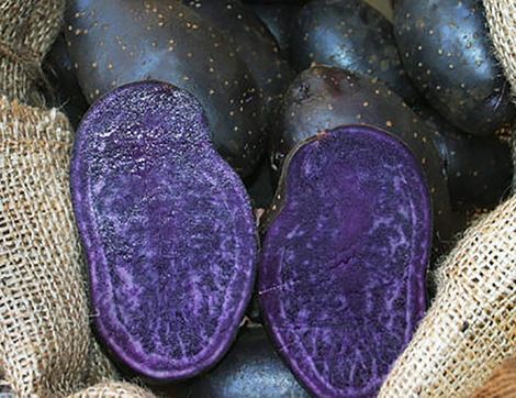 Blue Annelise Seed Potatoes, Organic, Potato House (6 tubers)