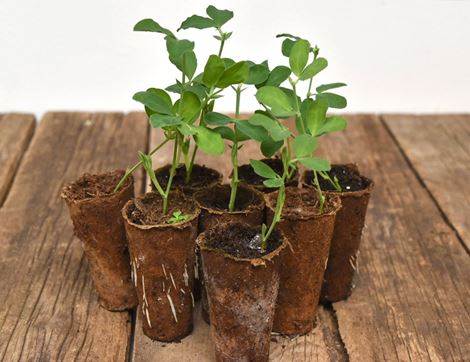 Plug Plants, Sweet Peas, Suitable for Organic Growing, Organic Blooms (8 plants)
