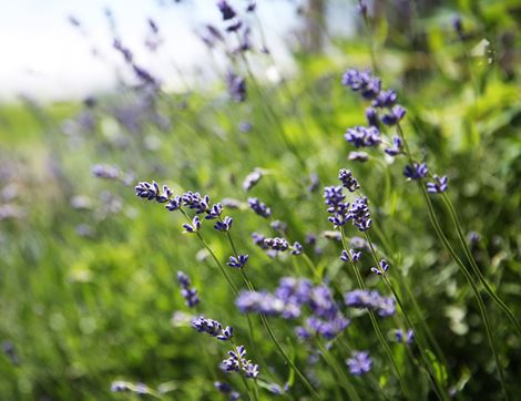 Lavender Planter, Organic Blooms