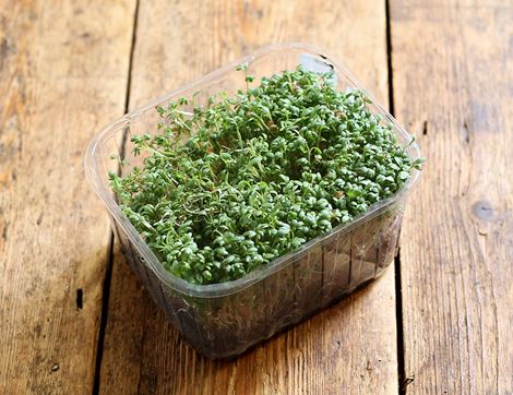 Salad Cress, Organic (200g)