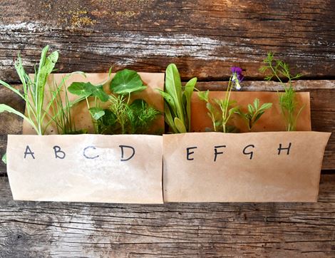 plug plants for edible flowers organic blooms