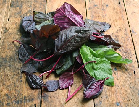 amaranth greens