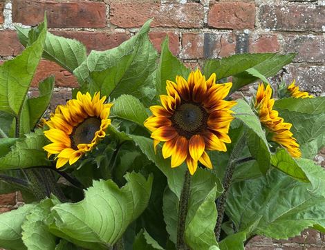 british sunflowers