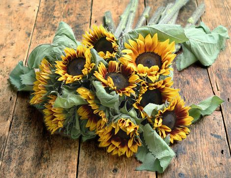 British Sunflowers, Organic, Abel & Cole