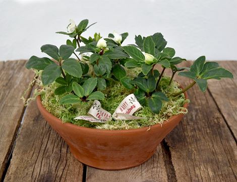 christmas hellebore planter gift