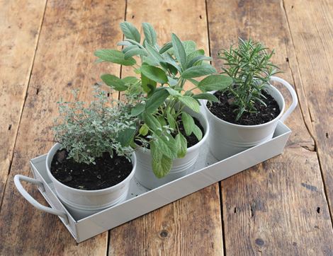 christmas herbs planter trio organic blooms