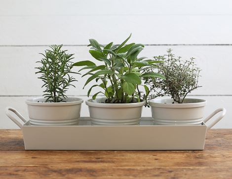Christmas Herbs Planter Trio, Organic Blooms