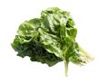 Chard Chard